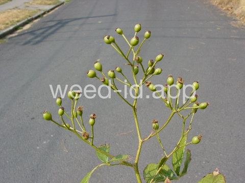 rose, multiflora